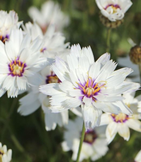 Catananche caerulea 'Alba'
